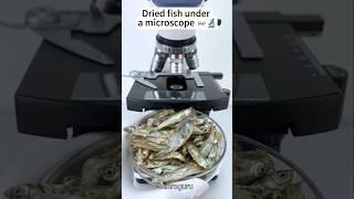 Dried fish under the microscope microscope [upl. by Ikim]