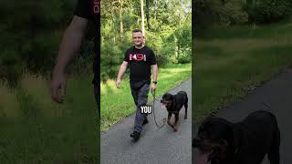 How to Stop Leash Pulling in 510 Minutes [upl. by Rickey]