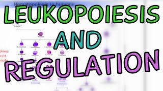 How are White Blood Cells made Leukopoiesis  Cytokines  Regulation [upl. by Isdnyl]