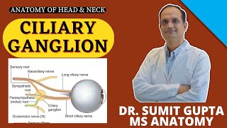 Ciliary Ganglion  Anatomy  Connections  Ciliary nerves [upl. by Judye626]