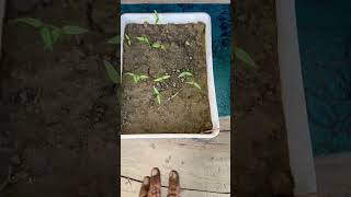 Result day of seeds germination vegetablegardening gardening seeds farming shorts [upl. by Estrellita818]