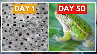 50 Days of Tadpoles to Frogs Witness the Magical Transformation [upl. by Atiuqehc]