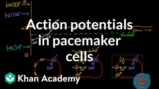 Action potentials in pacemaker cells  Circulatory system physiology  NCLEXRN  Khan Academy [upl. by Eradis]