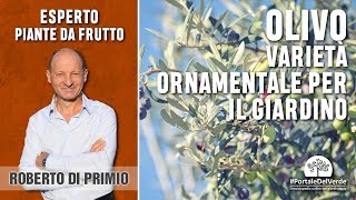 Olivo ornamentale quale scegliere per il nostro giardino [upl. by Strait982]