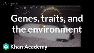 Genes traits and the environment  Inheritance and variation  High school biology  Khan Academy [upl. by Sufur]