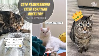 This sound is supposed to remind cats how they were worshiped in ancient Egypt  Tiktok compilation [upl. by Moise]