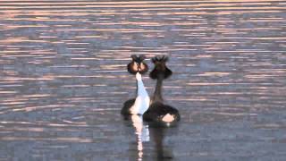 Great Crested Grebe Courtship Dance [upl. by Byrdie]