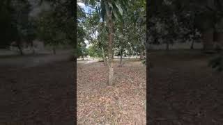 11 acres for sale at Kigamboni Gezaulole dar es salaam Tanzania [upl. by Hemminger]