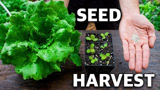 How to Grow Lettuce Complete Growing Guide [upl. by Corso]