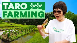 Taro Farming in Jurassic Park 🌱  One World in Hawaii [upl. by Metsky]