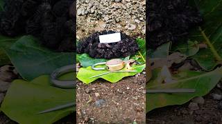 original nalla pasupu original black turmeric plant Kali haldi test trending 9325837843 [upl. by Zellner]