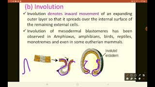 Introduction Gastrulation and Morphogenetic movements [upl. by Naivart]