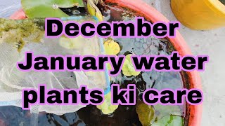 December January water plants ki care [upl. by Asiulana]