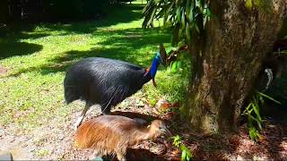 Cassowary Attack [upl. by Oliver568]