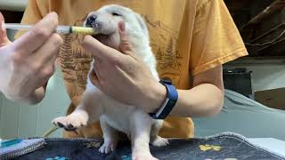 Alabai Puppies second DEWORMING 🫰🪱🥴 [upl. by Yednarb]