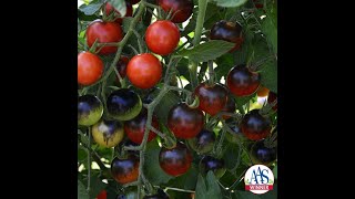 Bite sized tomatoes that are also AAS Winners [upl. by Kcirnek]