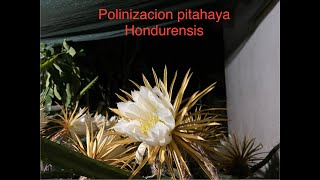 Como polinizar la pitahaya Hondurensis [upl. by Gipps]