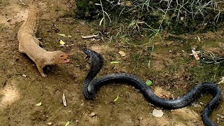 Mongoose vs Black CobraUltimate wild Animal Encounter of two natural Rivals [upl. by Naelopan]