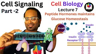 Cell Signaling Part 2  How Insulin amp Glucagon regulates Blood Glucose Level  Peptide Hormones [upl. by Zerimar]