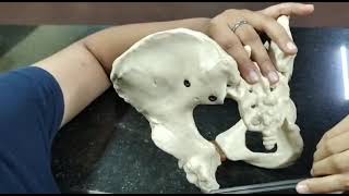 ANATOMY OF GYNECOID PELVIS  PART 2  MALAYALAM  OBG PRACTICAL [upl. by Amhser69]