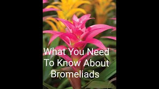 Growing A Bromeliad And How To Care For A Bromeliad Plant❤ [upl. by Eissahc]