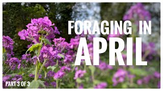 Foraging in April Part 3 of 4  UK Wildcrafts Monthly Foraging Calendar [upl. by Soisatsana]