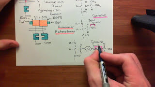 Type 1 Phosphoinositide 3Kinase Enzymes Part 6 [upl. by Raskind]