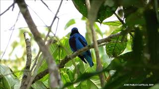 Lovely Cotinga Cotinga amabilis [upl. by Dnomed624]