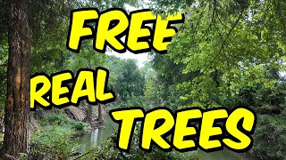 Planted Over 500 REAL Trees Using This Game [upl. by Romelda477]