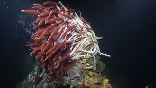 Fiery Riftia Tube Worms Near Guaymas Basin Vents  Nautilus Live [upl. by Franky]