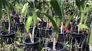 Cattleya RlcHey Song ‘Amazing Thailand’ Blooming at my farm January 2021 [upl. by Main287]