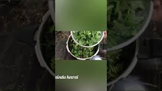 Keerai kadayal recipe in TamilKeerai Masiyal Recipe In Tamilகீரை மசியல் Spinach Recipetasty food [upl. by Oiramed]