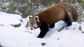 Schneebedeckter Tierpark Berlin  Snowy Tierpark Berlin [upl. by Franck]