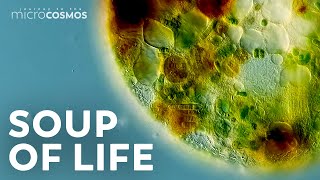 The Tiny Worlds Inside of SingleCelled Organisms [upl. by Geraud918]