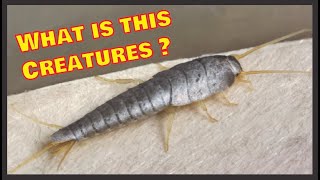 The SCARY INSECTS you never noticed FOUND in your ROOM  The Silverfish Facts  Under the microscope [upl. by Euqinobe48]