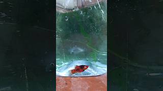 my platty fish short platty fish yt [upl. by Cresa]