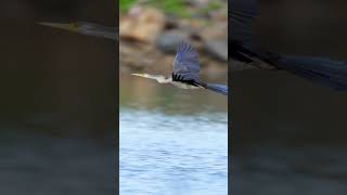 Coomera River birds Gold Coast Australia birds birdsofaustralia youtubeshorts australiabirds [upl. by Coraline]