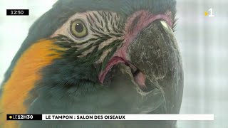 Plus de 800 espèces d’oiseaux sont exposées tout au long du weekend au Tampon Reportage [upl. by Shieh]