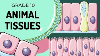 Animal Tissues [upl. by Erdried]