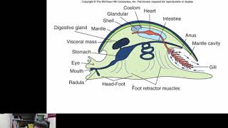 Mollusca Gastropoda [upl. by Caton]