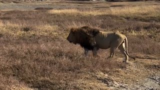 Huge Giant Lake Quintet Male Lion of Ngorongoro Crater  14 September 2024 [upl. by Ahgiela496]