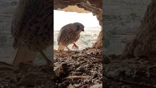 Common kestrel nest in the mountains of Iran  Part 2 wildlife birdwatching birds birdsounds [upl. by Valeta]