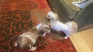 White Shih tzu  Teddy  vs Brown Shih tzu  Cookie  barking and fighting 3 [upl. by Ohploda]