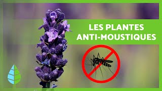 10 plantes ANTIMOUSTIQUES 🌿  PLANTES pour ÉLOIGNER les moustiques [upl. by Nightingale]