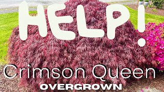 What Steps To Take With An Overgrown Japanese Maple Tree [upl. by Bobbette]