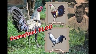 History of Grey Bloodline Gamefowl VLOG [upl. by Stroup]