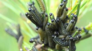 Rudojo pušinio pjūklelio vikšraiEuropean pine sawfly Neodiprion sertifer larvae [upl. by Andel]