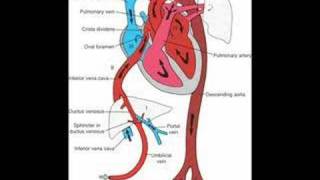 Fetal Circulation and Babys First Breath [upl. by Towny]