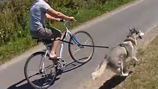 Husky dog pulling bike [upl. by Inot]