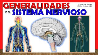 🥇 SISTEMA NERVIOSO en 14 minutos Generalidades  ¡Explicación Sencilla [upl. by Eaneg]